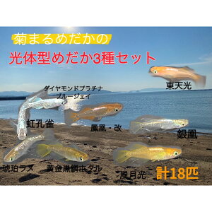 yӂ邳Ɣ[Łze܂߂́y̌^߂3Zbgzv18C ZNg _J c`ዛ 1.5cm`2.0cm  ybg