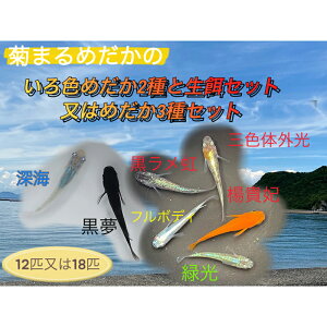 yӂ邳Ɣ[Łze܂߂́yF߂2ƐaZbg͂߂3Zbgzv12C18C _J c`ዛ 1.5`2.0cm ~WR ]EV
