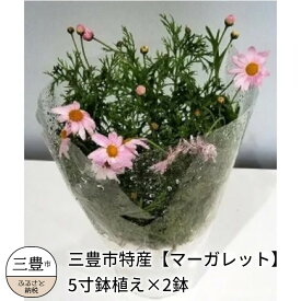 楽天市場 鉢花 植物の種類マーガレット 花 観葉植物 花 ガーデン Diy の通販