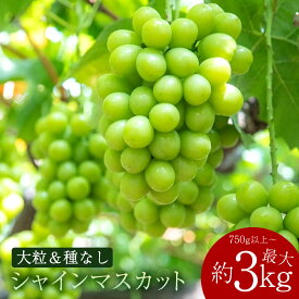 【ふるさと納税】 シャインマスカット 2026年 先行予約 シャインマスカット 期間限定 1房(750g以上)～最大4房(約3kg) [ フルーツ 果物 ぶどう 美味しい 旬 皮ごと 種なし 送料無料 大粒 贈答用 ギフト 三豊市 返礼品 10000円 20000円 30000円 40000円 台 本気モード ]