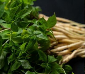 【ふるさと納税】 高麗人参 四国発高麗人参スプラウト 1年根8本 [ スプラウト 水耕栽培 三豊市産 四国産 健康食品 健康志向 希少野菜 ジンセノサイド含有 薬膳料理 サラダ 新鮮野菜 安心安全 10000 10,000円 台 農事組合法人高瀬茶業組合 ]