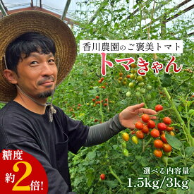 【ふるさと納税】ミニトマト 1.5kg~3kg 選べる 香川農園 三豊市産トマト プチトマト 訳あり 甘い ぎゅっと詰まった太陽のエネルギー 新鮮そのまま 健康と美味しさの両立 一口で感じるフレッシュ 一日分のビタミンチャージ 香川県 三豊市 ご当地 10,000円 台 返礼品 香川農園