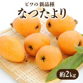 【ふるさと納税】【先行予約】ビワの新品種 「なつたより」 約2kg 新種 びわ 大玉 糖度 酸味 枇杷