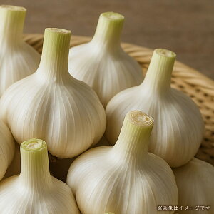 yӂ邳Ɣ[Łz jjN  yVzɂɂ 3kg 쌧Y Y jjN VN ̂ꂽ Y _ƒ     N H X^~i  O  lC 