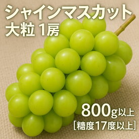 【ふるさと納税】シャインマスカット ギフト 【先行予約】 大粒 1房【800g以上】【糖度17度以上】皮 旬 時期 糖度 香川 季節 種なし 香川県 三豊市 返礼品 甘い 人気 果物 フルーツ マスカット ぶどう 葡萄 ブドウ お取り寄せ ギフト 10000 10,000円 台 マミィギフト