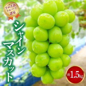 【ふるさと納税】シャインマスカット ギフト 【さぬき讃フルーツ認定】 約1.5kg 加温ハウス 先行予約 [ 大粒 高級 ぶどう 葡萄 ブドウ 種なし フルーツ 果物 贈答用 ギフト 人気 お取り寄せ 国