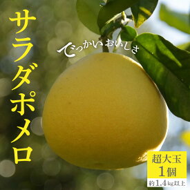 【ふるさと納税】【配送不可地域：北海道・沖縄県・離島】でっかいおいしさ「サラダポメロ」 フルーツ王国 オリジナル品種 数量限定 種なし 柑橘 文旦 ハッサク フルーツ サクサク 常温配送 香川県 三豊市 仁尾町 お取り寄せグルメ 送料無料 秋 旬