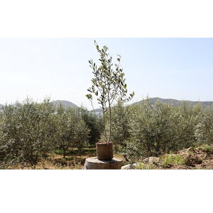 観葉植物 オリーブ 苗木の人気商品 通販 価格比較 価格 Com