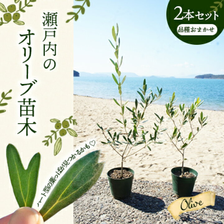 楽天市場】【ふるさと納税】【 小豆島 】【2026年3月より発送】瀬戸内 