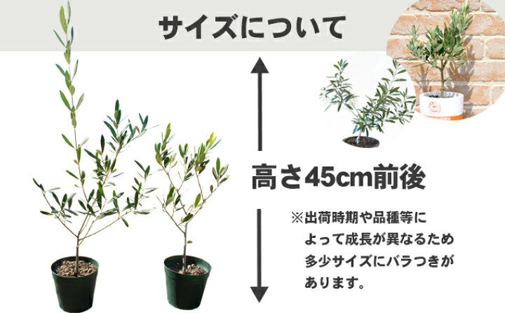 楽天市場】【ふるさと納税】【 小豆島 】【2026年3月より発送】瀬戸内 