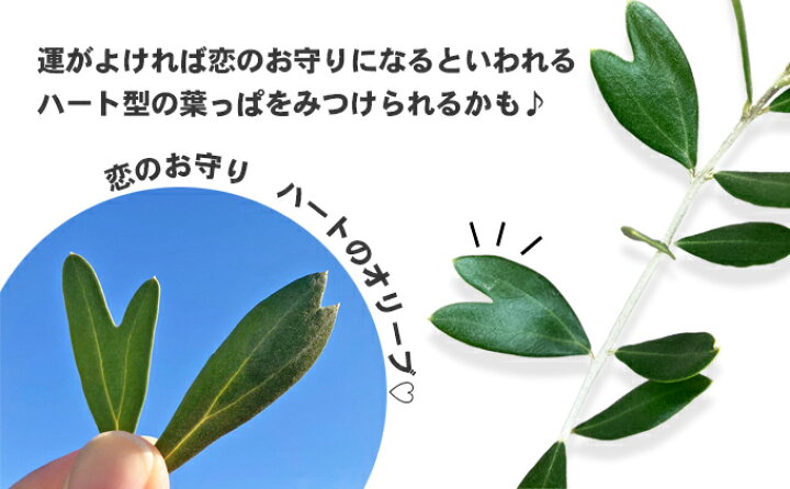 楽天市場】【ふるさと納税】【 小豆島 】【2026年3月より発送】瀬戸内 