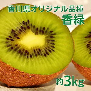 yӂ邳Ɣ[ŁzIWiLECt[cu΁i傭jv3kg ʕ ʕl @͂F2025N11{`2026N1{