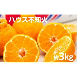 yӂ邳Ɣ[Łzy  z nEX sm 3kg ϔ ʂ k ʕ t[c  Y  쌧 y y@͂F2025N12{`2026N2{