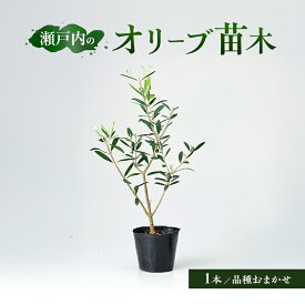 【ふるさと納税】瀬戸内のオリーブ 苗木 1本 植物