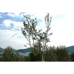 小豆島のオリーブ苗木　2本セット　（特大） | 植物 プラント 苗木 人気 おすすめ 送料無料