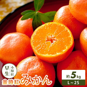 �y�ӂ邳�Ɣ[�Łz�y���ʂ��]�t���[�c�z�����g�݂��� (�����g����) ��5kg | �t���[�c �ʕ� �������� �H�i �l�C �������� ��������