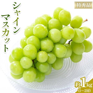 yӂ邳Ɣ[Łzy2025N8{蔭zGiIVC}XJbg@1kg(1`2[) | t[c ʕ  Hi lC  