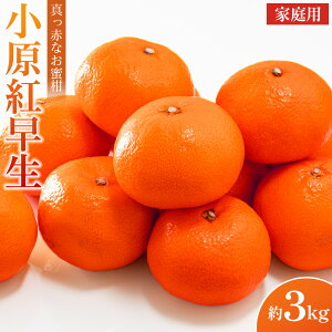 yӂ邳Ɣ[Łzy2025N11{蔭zƒI^ԂȂugv3kg | t[c ʕ  Hi lC  