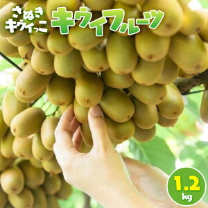 yӂ邳Ɣ[ŁzʂLEC LECt[c 1.2kg | t[c ʕ  Hi