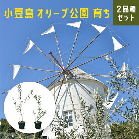楽天市場 オリーブ の 木 小豆島の通販
