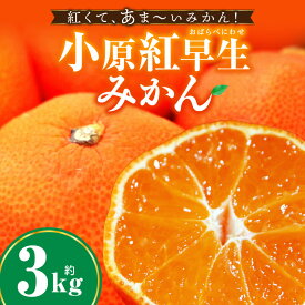 【ふるさと納税】小原紅早生みかん 3.0kg みかん 果物 デザート フルーツ お取り寄せ グルメ 柑橘 柑橘系 旬 旬の果物 家庭用 生鮮食品 贈り物 贈答 柑橘果物 おすすめ 人気 旬のみかん 季節 季節の果物 果汁 香川県 三木町