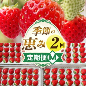 【ふるさと納税】季節の恵み2回定期便M 果物 フルーツ 青果 青果物 デザート スイーツ 果実 旬 季節 旬の果物 季節の果物 生鮮食品 生鮮 贈答 贈り物 ギフト プレゼント おすそ分け ご褒美 人気 グルメ お取り寄せ 特産品 特産 国産 香川県 三木町