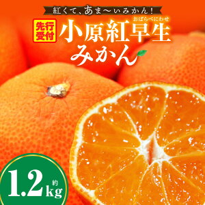 【ふるさと納税】みかん 奇跡の赤いみかん 小原紅早生 約1.2kg みかん 果物 デザート フルーツ お取り寄せ グルメ 柑橘 柑橘系 旬 旬の果物 家庭用 生鮮食品 贈り物 贈答 柑橘果物 おすすめ 人