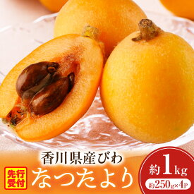 【ふるさと納税】【先行予約】初夏を感じる果物 香川県産びわ 約1.0kg びわ 枇杷 なつたより 果物 フルーツ 人気 香川 香川県 三木町 初夏 ハウス栽培 厳選 袋掛け 完熟 ジューシー 糖度が高い 先行受付 季節限定 旬 おすすめ デザート 香川県産 送料無料