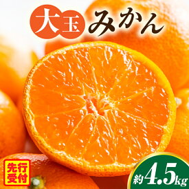 【ふるさと納税】大玉みかん約4.5kg 大玉みかん 大玉 みかん ミカン 蜜柑 オレンジ 柑橘 柑橘系 果物 フルーツ 青果 おすすめ お取り寄せ ギフト 香川県 三木町