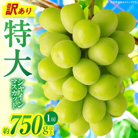 【ふるさと納税】 訳あり 特大シャインマスカット1房 約750g シャイン マスカット ぶどう 果物 果実 果汁 人気 おすすめ シャインマスカット フルーツ デザート 種無しシャインマスカット 不揃い 訳あり 香川県 三木町 送料無料