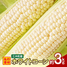 【ふるさと納税】三木町産 ホワイトコーン 約3.0kg とうもろこし 野菜 コーン 旬の野菜 旬 季節の野菜 季節 贈答 贈り物 ギフト プレゼント おすそ分け お野菜 ふるさと グルメ お取り寄せ 人気 おすすめ 特産 特産品 生鮮食品 香川県 三木町 送料無料