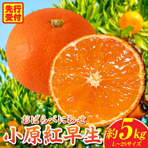 yӂ邳Ɣ[Łzg݂@5.0kgy쌧ʕԗizg Â ݂ ~J k kn ʕ t[c  fU[g O   蕨 p Mtg v