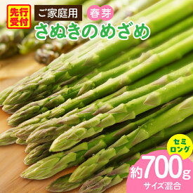 【ふるさと納税】ご家庭用アスパラガス「さぬきのめざめ」（セミロング）春芽 サイズ混合約700g 野菜 お野菜 ギフト 贈り物 お裾分け アスパラ アスパラガス さぬきのめざめ 家庭用 春 冷蔵 新鮮 香川県 三木町 セミロング おすすめ 人気 送料無料