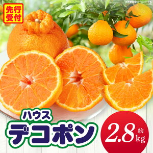 yӂ邳Ɣ[ŁznEXfR|@2.8kg fR| Â _ k kn ʕ t[c  fU[g O   蕨 p Mtg v[g Yi Y  쌧