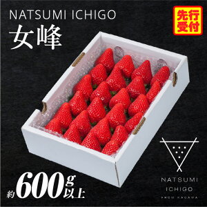 yӂ邳Ɣ[ŁzNATSUMI ICHIGO  600gȏi2026N1`6zj  t[c ʕ ʎ fU[g XC[c  lC  蕨 ϔ { {̉ʕ {̂ J Mtg 