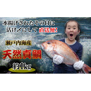 yӂ邳Ɣ[Łzyl꒼ցz˓CY̓VRۂ1C TCY L HHi