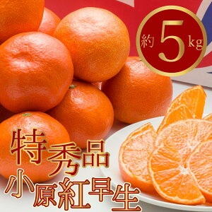 yӂ邳Ɣ[ŁzGiI^ԂȂugv5kg@͂F2025N11{`2026N1{