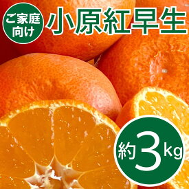 【ふるさと納税】ご家庭向け！真っ赤なお蜜柑「小原紅早生」　約3kg　お届け：2025年11月中旬～2026年1月下旬