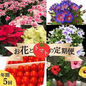 【ふるさと納税】モリヒロ園芸が育てたお花とトマトの定期便（年間5回）　【定期便・宇多津町】　お届け：ご寄附（入金）頂いた月の翌月回より年間スタート致します