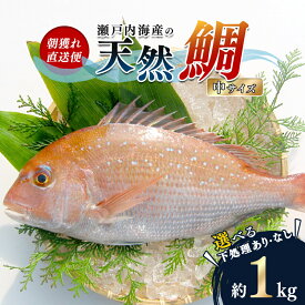 【ふるさと納税】【朝獲れ直送便】瀬戸内海産の天然鯛を丸ごと1匹 中サイズ 魚貝類 加工食品 FAH-0105