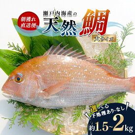 【ふるさと納税】【朝獲れ直送便】瀬戸内海産の天然鯛を丸ごと1匹 大サイズ 魚貝類 加工食品 FAH-0108var