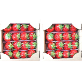 【ふるさと納税】【1月～順次発送】さぬきひめ苺　つる付き約400g×2箱 果物類 いちご イチゴ 　お届け：2026年1月下旬～4月下旬