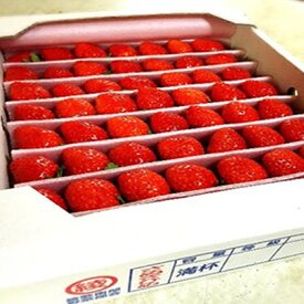 【ふるさと納税】【1月～順次発送】さぬきひめ苺　つる付き約1kg 果物類 いちご イチゴ 　お届け：2026年1月下旬～4月中旬