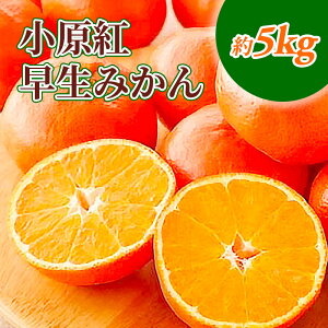 yӂ邳Ɣ[Łzg݂@5kg_݂ ʕ k t[c ~J   @͂F2025N11{`2025N12{