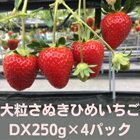 【ふるさと納税】大粒さぬきひめいちご　DX250g×4パック フルーツ 果物類 苺 イチゴ 　お届け：2026年2月上旬～5月下旬
