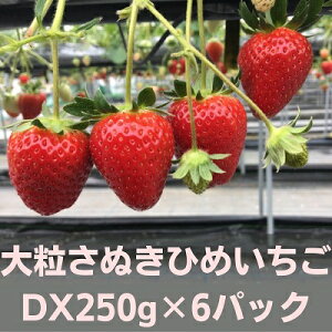 yӂ邳Ɣ[Łz嗱ʂЂ߂@DX250g×6pbN t[c ʕ  C`S @͂F2026N2{`5{