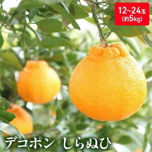 yӂ邳Ɣ[ŁzʂЁ@5kg fR| ʕ k ݂ t[c @͂F2026N2{`5{