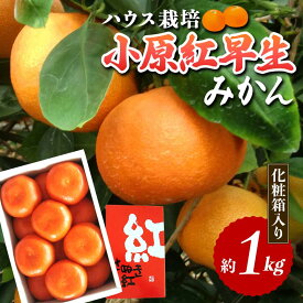 【ふるさと納税】【先行予約2026年6月～2026年7月頃お届け】ハウス小原紅早生みかん 化粧箱 (約1kg) みかん 柑橘 果物 フルーツ くだもの ハウス栽培 名産 国産 デザート ご当地 食品 四国 F5J-662