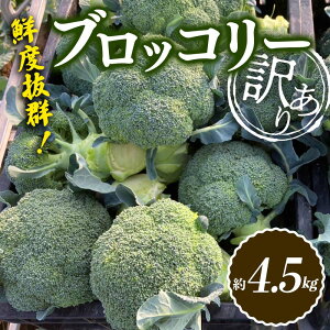 yӂ邳Ɣ[Łzys\2025N10`2026N5͂zs󂠂tNxQI󂠂ubR[ 4.5kg i10{菇j 󂠂  ubR[ ̂ ̂ ǂ ƒ