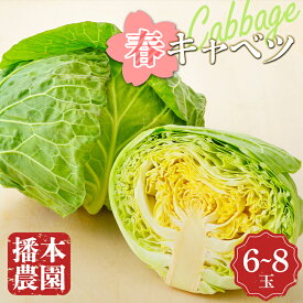 【ふるさと納税】【先行予約2026年2月～5月頃お届け】播本農園の春キャベツ 6～8玉 キャベツ 春キャベツ ジューシー 野菜 サラダ 食品 四国 F5J-899